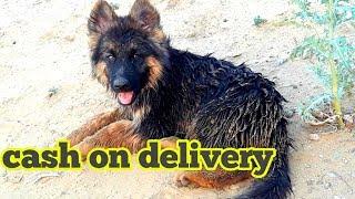 Top quality long coat German shepherd for sale