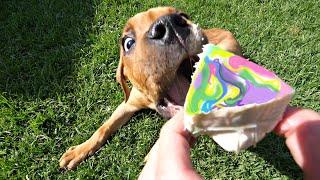 Watch this Puppy Eat a Hydro Dipped Dog Cake! 