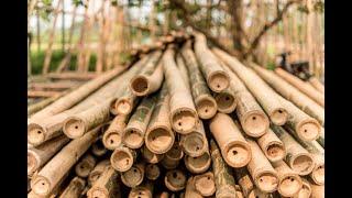 10 Best Bamboo Related Business ideas for 2020, top 10 bamboo business ideas in 2020