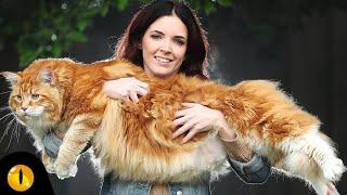 TOP 10 BIGGEST CAT BREEDS