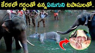 kerala Elephant Attack 2020 Telugu | The sad story of kerala Elephant in Telugu | #Telugufacts