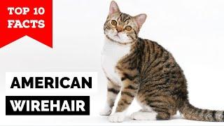 American Wirehair - Top 10 Facts