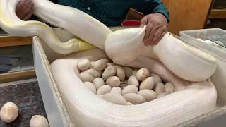 When All the Eggs Go Bad