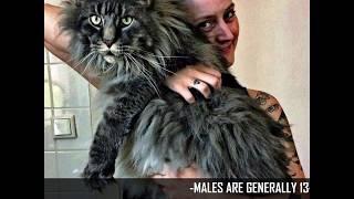 Top 10 biggest house cat breeds