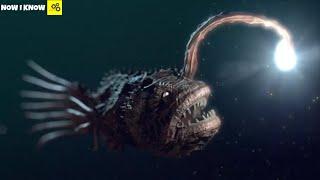 Top 10 Weird Things in The Ocean’s Deepest Place