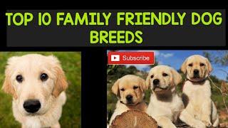 TOP 10 FAMILY DOG BREEDS