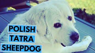 Polish Tatra Sheepdog - TOP 10 Interesting Facts