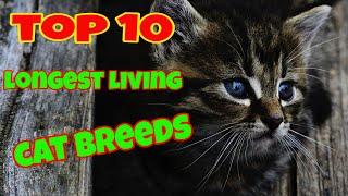 TOP 10 Longest Living Cat Breeds