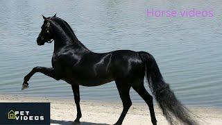 Top cute and  Funny Horses # amazing video #2#videos compilation cute horse moments