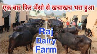 Raj Dairy Farm- Biggest Buffalo & Cow Supplier in India