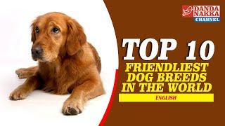 TOP 10 FRIENDLIEST DOG BREEDS?_ENGLISH - DANDANAKKA CHANNEL