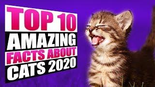 Top 10 Amazing and interesting facts about cats in 2020
