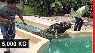 Top 10 Most Unusual Pets in the World 2020