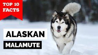 Alaskan Malamute - Top 10 Facts