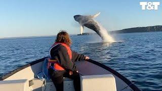 Girl Stunned As Humpbacks Breach And Pirouette Next To Boat