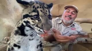 Feeding Endangered Clouded Leopards by Hand!