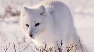 Sneaky Arctic Foxes and Other European Animals | Top 5 | BBC Earth