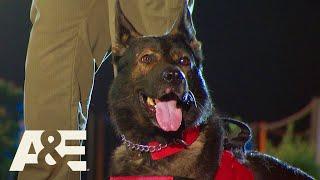 Battle of the Shepherds, K9 Eddy Races Against K9 Cam | America's Top Dog (Season 1) | A&E