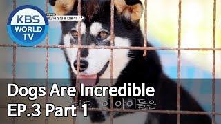 Dogs are incredible | 개는 훌륭하다 EP.3 Part 1 [SUB : ENG/2019.12.10]