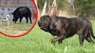 These Are Top 10 Hound Dog Breeds