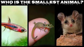 Top 10 - Smallest Animals