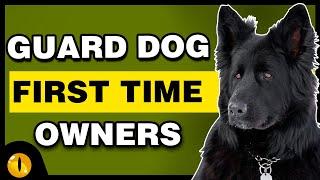 TOP 10 GUARDS DOGS FOR FIRST TIME OWNERS