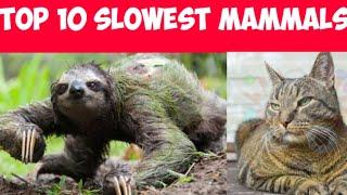 Top 10 slowest MAMMALS in the word ||2020|| top10king ||#top10#mammals