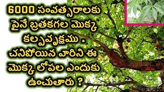 Brahma amlika benefits || medicinal and rare plants || Ayurvedic plants | #healthfitnessyoga