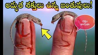 Animals with super powers || top 10 animals with great super power || Revision Club Telugu