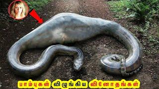 பாம்புகள் விழுங்கிய வினோதங்கள் | Snake Eat Saving Humans Amazing Facts Tamil Galatta News | INFO FOX