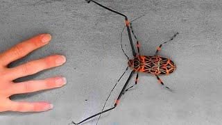 This Is What Happens if You Touch This Insect