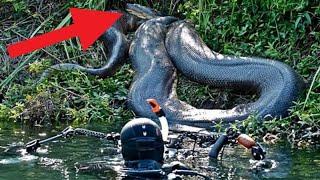 Top 10 Monstruos Del Amazonas - FULL TOPS