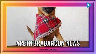 Top 10 #petitbrabancon Posts & Updates, Starring: here_comes_hattie