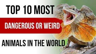 Top 10 Most Dangerous or Weird animals in the world