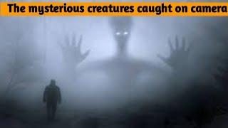 The mysterious creatures caught on camera (Tamil)