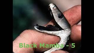 Top 10 Most Venomous Snakes in the World (Land & Water )