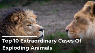 Top 10 Extraordinary Cases Of Exploding Animals