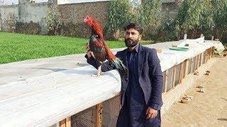 My Favorite Lakha New Breeding Pair | Top Quality Aseel | Pure Mianwali Bloodline