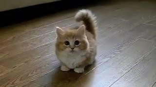 TOP 10 BEST CAT VIDEOS OF ALL TIME!