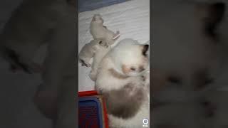 persian cats top quality kitten ragdoll and colour point