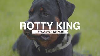 ROTTWEILER PUPPY: TEN MONTH UPDATE