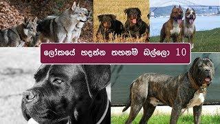 Top 10 Banned Dogs In The World Sinhala | ලෝකයේ තහනම් බල්ලො 10