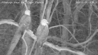Pittsburgh Hays Bald Eagle Live Streaming Camera