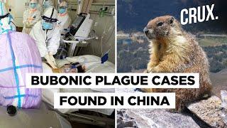 China Reports Suspected Cases Of Bubonic Plague That Can Kill An Adult In Less Than 24 Hours