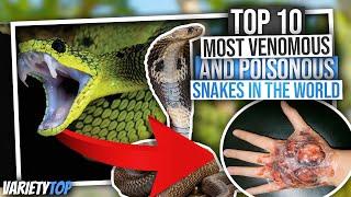 Top 10 Most Venomous and Poisonous Snakes in the world