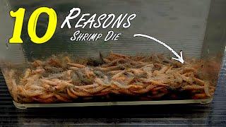 Top 10 Reasons Why Shrimp Die [Beginner Shrimp Keeping] #flipaquatics