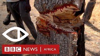 The Trees That Bleed: How rosewood is smuggled from Senegal into Gambia - BBC Africa Eye documentary