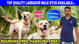 Lab Stud SERVICE - 5000 ONLY | Labrador Dog Kennel Vlog | Top Quality Young Male Available |