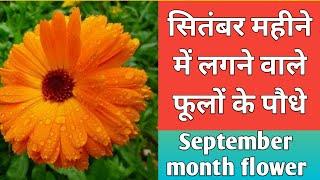 Top 10 flower plant grow in September month | सितंबर में लगने वाले फूलों के पौधे | flower plant tips