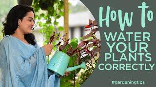 How to Water your Indoor Plants Correctly  | Gardening Tips | Gardening Basics